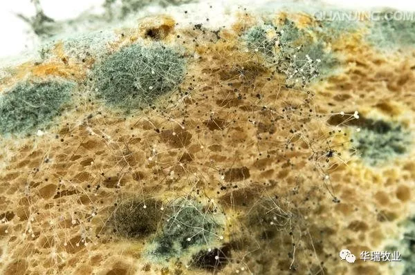 雙乙酸鈉預(yù)防飼料霉變 雙乙酸鈉預(yù)防飼料霉變