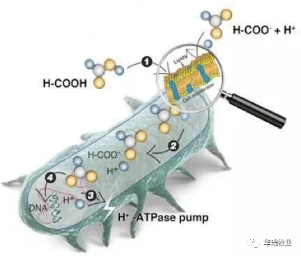 二甲酸鉀-鉀樂(lè) 二甲酸鉀-鉀樂(lè)