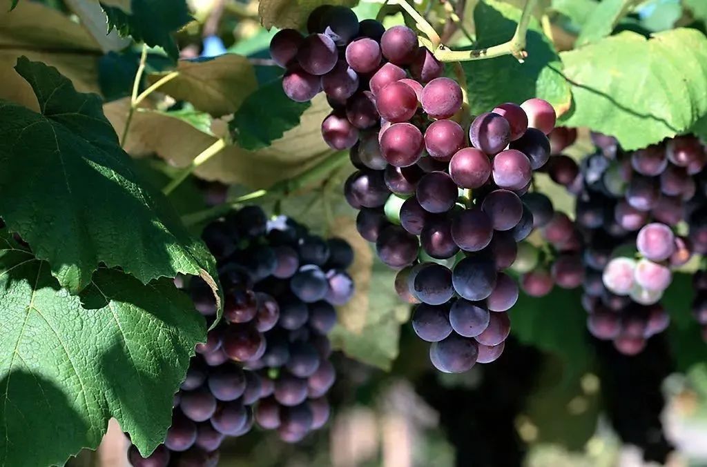 1655972891491542.jpg 1.jpg