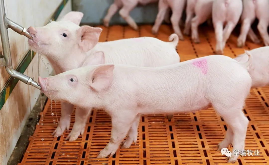 1657097253965528.jpg 3.jpg